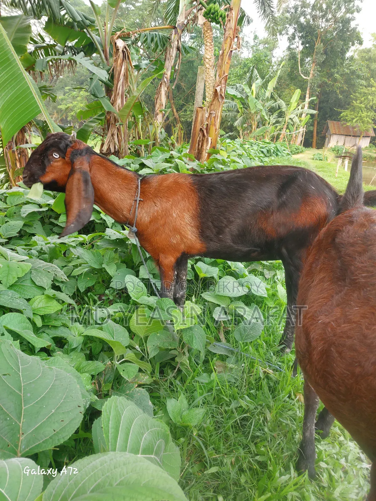 Two Totapuri goats for sale