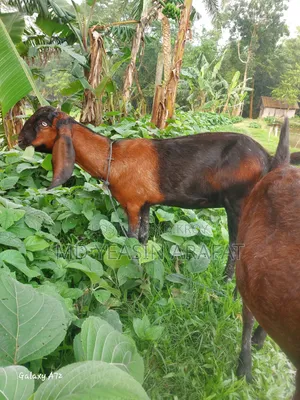 Two Totapuri goats for sale