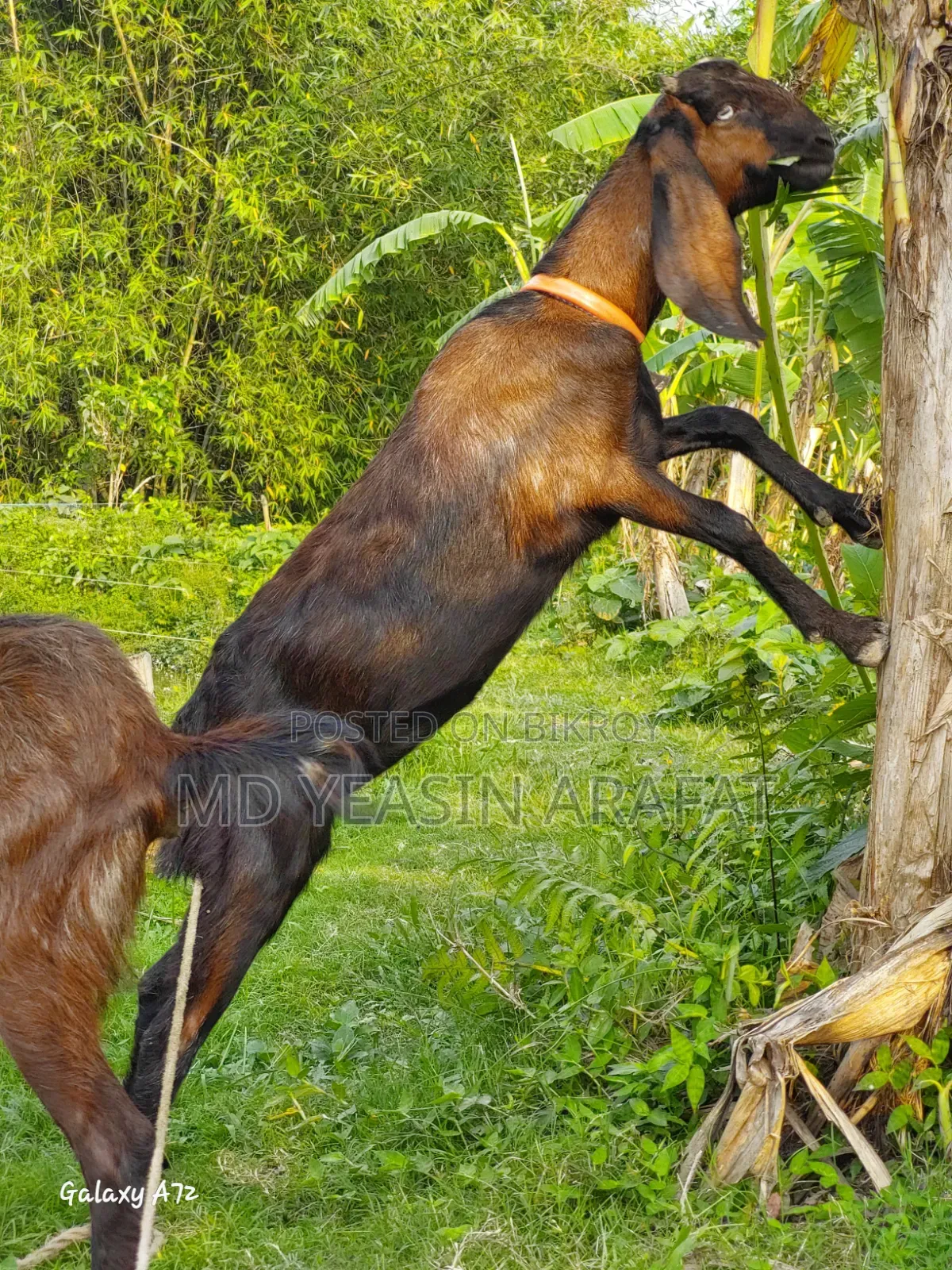 Two Totapuri goats for sale