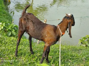 Two Totapuri goats for sale
