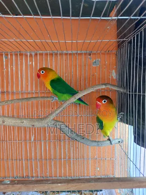 Green Fischer Love Bird
