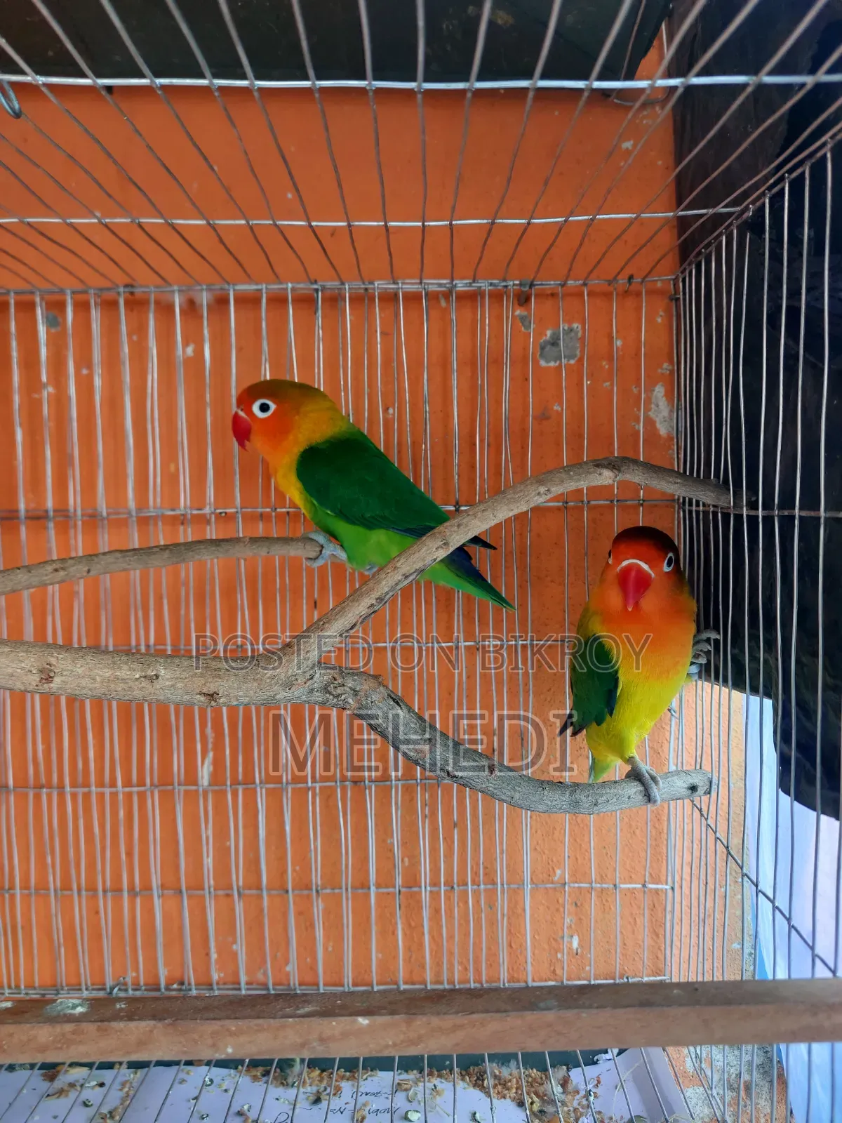 Green Fischer Love Bird