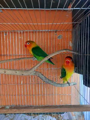 Green Fischer Love Bird