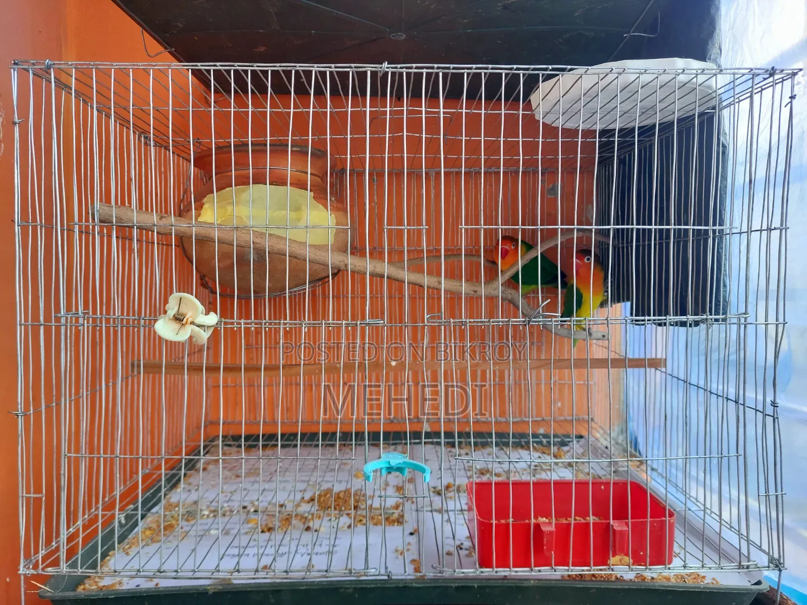 Green Fischer Love Bird
