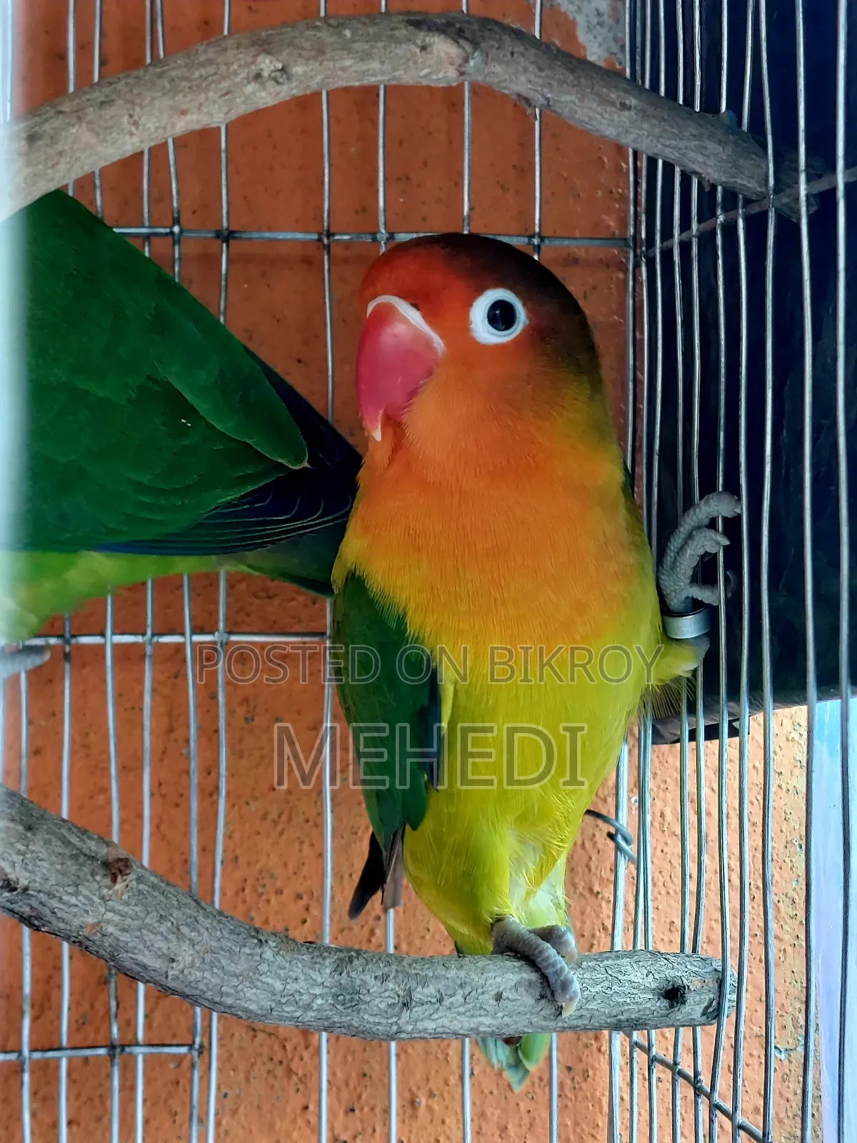 Green Fischer Love Bird