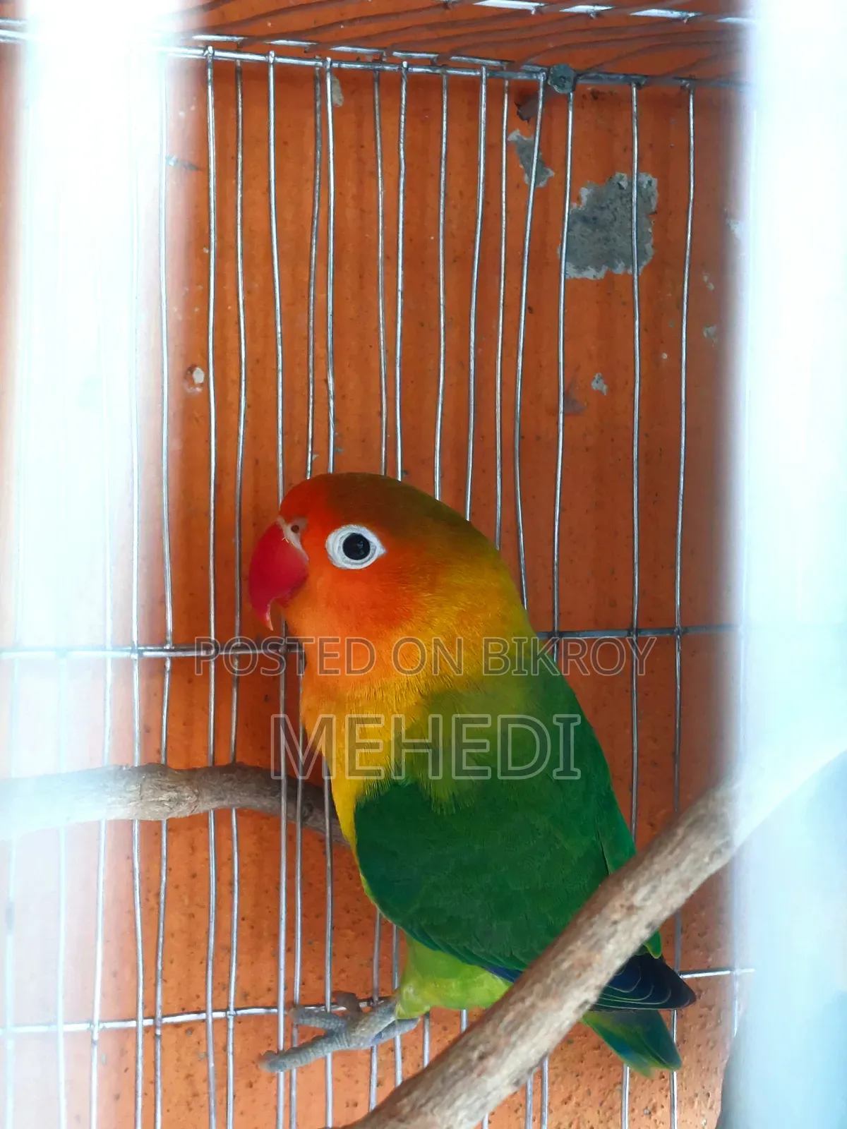 Green Fischer Love Bird