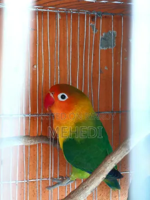 Green Fischer Love Bird