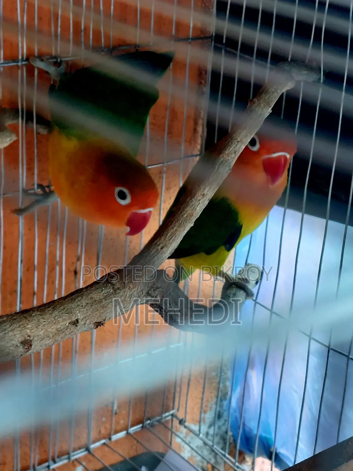 Green Fischer Love Bird