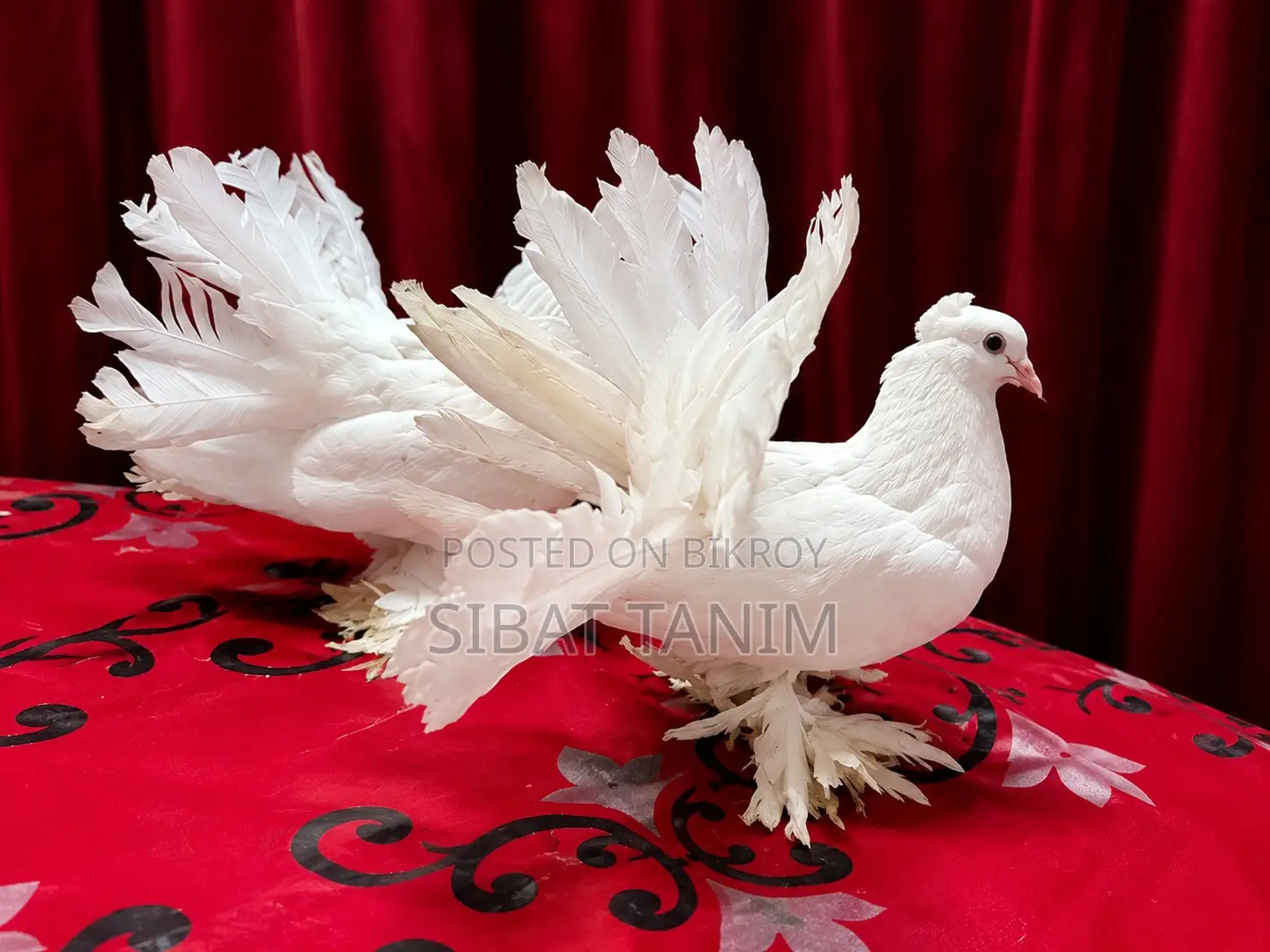 Lakha Pigeon Pair for Sale