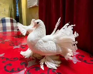 Lakha Pigeon Pair for Sale