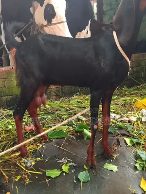 হরিয়ানা ক্রস ছাগী