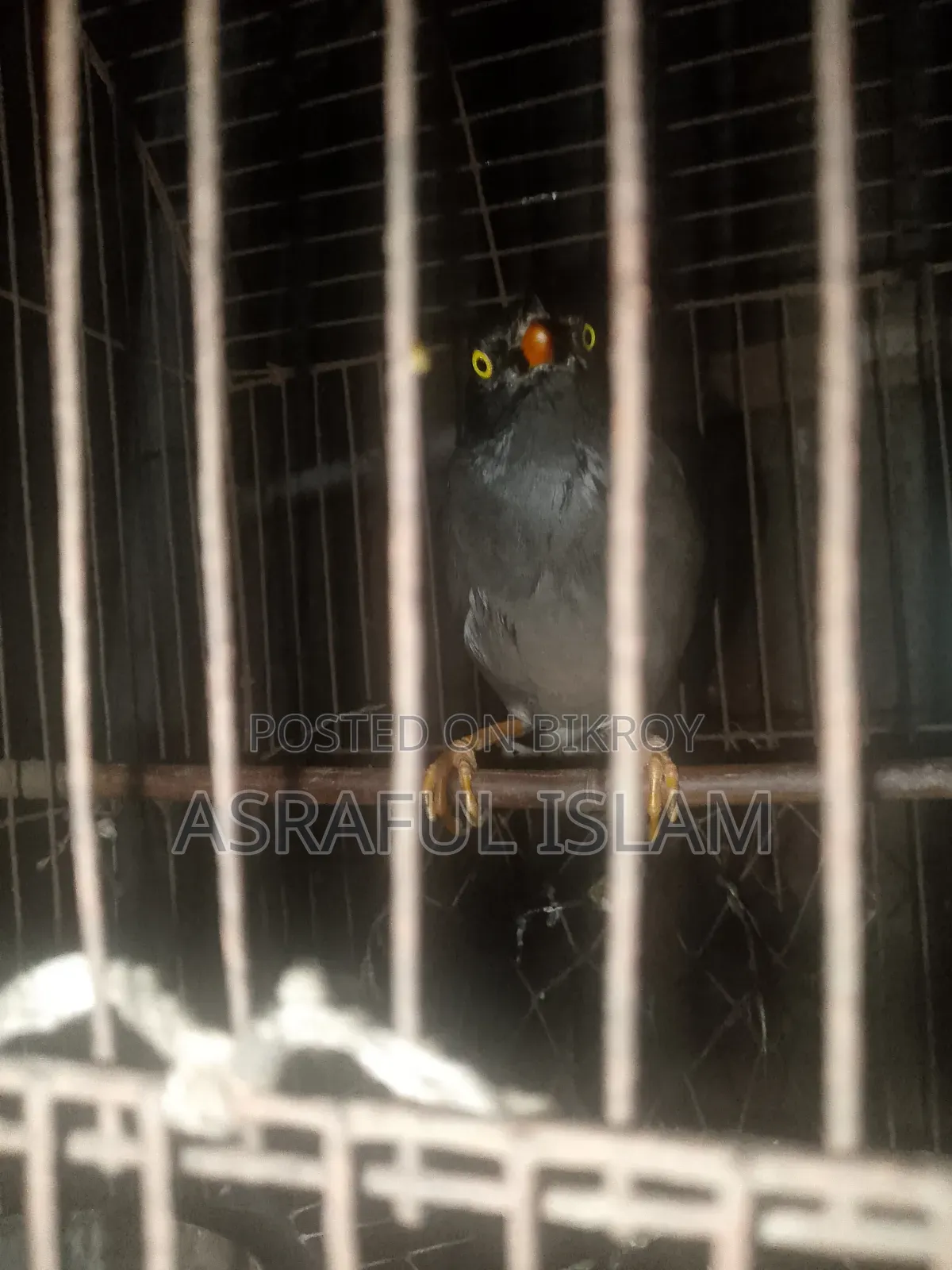 This bird will be sold