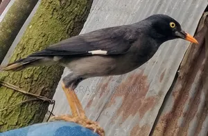 This bird will be sold