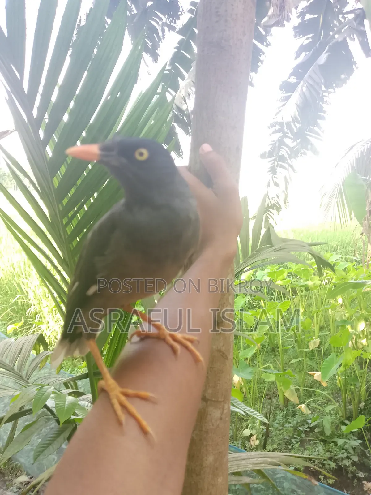 This bird will be sold