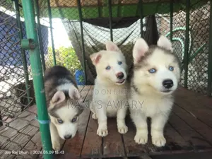 1-3 Months Male Purebred Siberian Husky