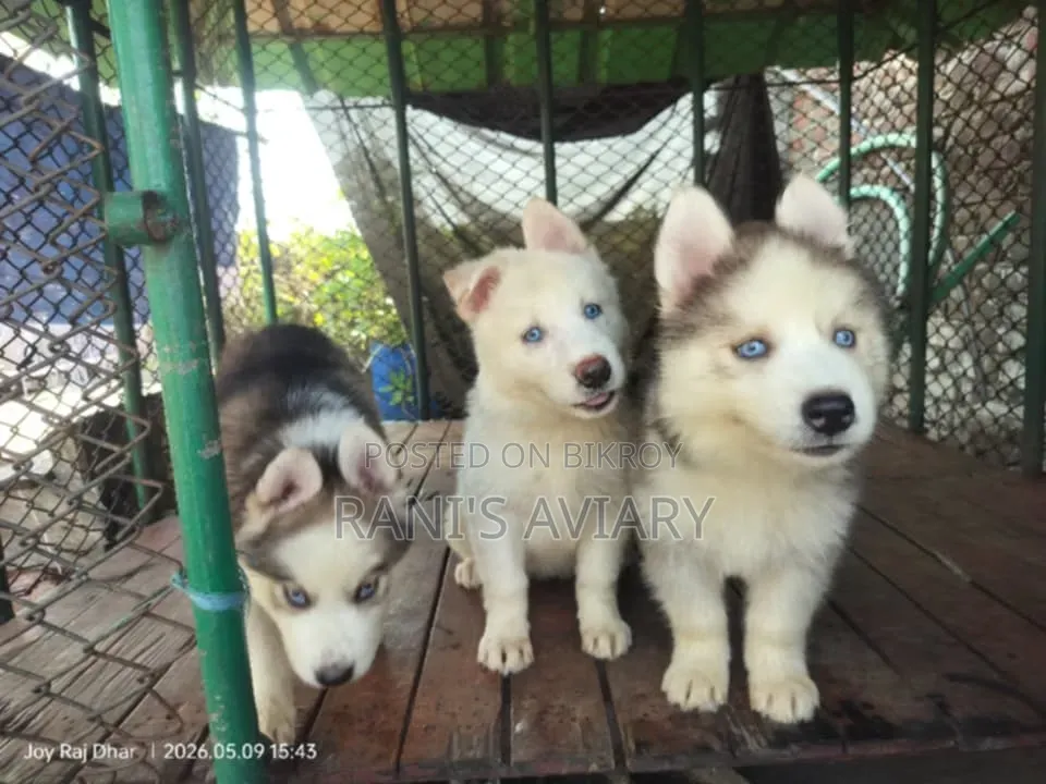 1-3 Months Male Purebred Siberian Husky