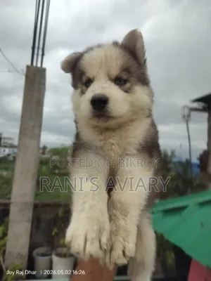 1-3 Months Male Purebred Siberian Husky
