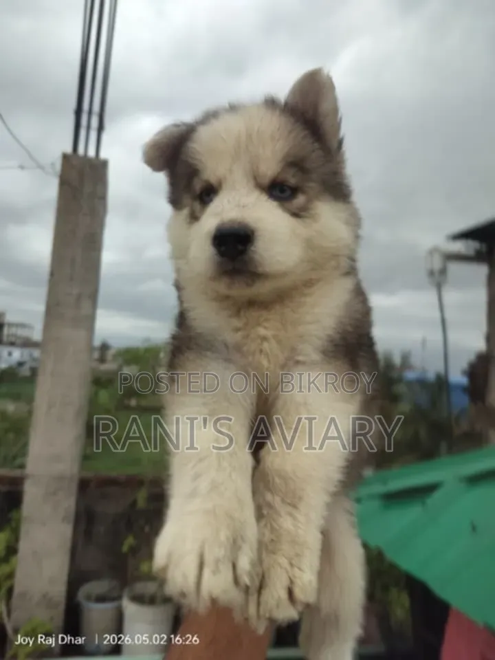 1-3 Months Male Purebred Siberian Husky