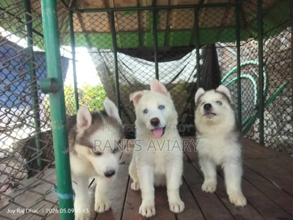 1-3 Months Male Purebred Siberian Husky