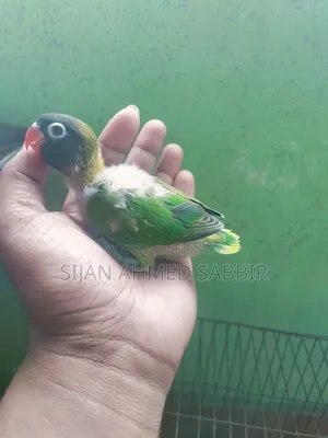 Three pieces of tame-sized Lovebird babies