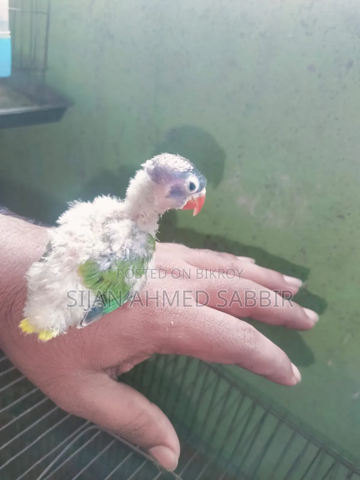 Three pieces of tame-sized Lovebird babies