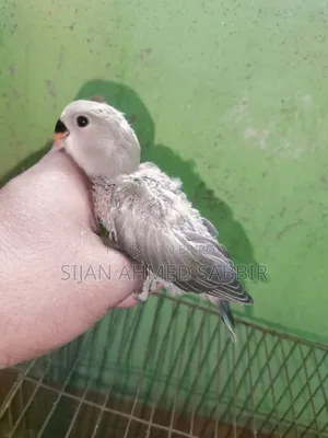 Three pieces of tame-sized Lovebird babies