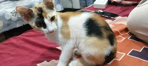 ১-৩ মাস বয়সী ফিমেল মিক্সড ব্রিড পার্সিয়ান