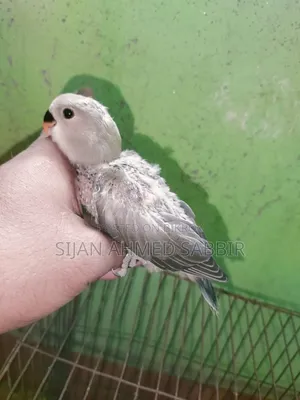 Three pieces of tame-sized Lovebird babies