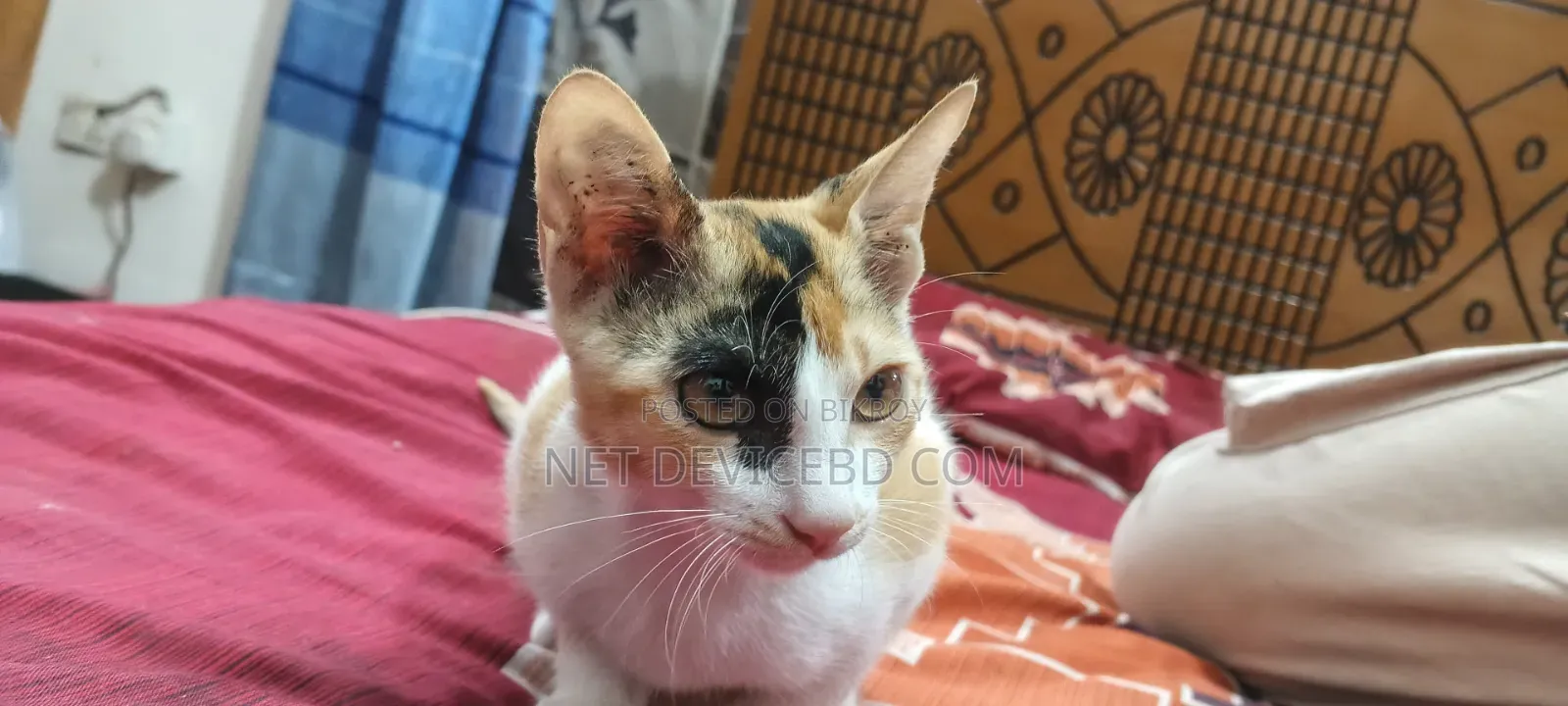 1-3 Months Female Mixed Breed Persian