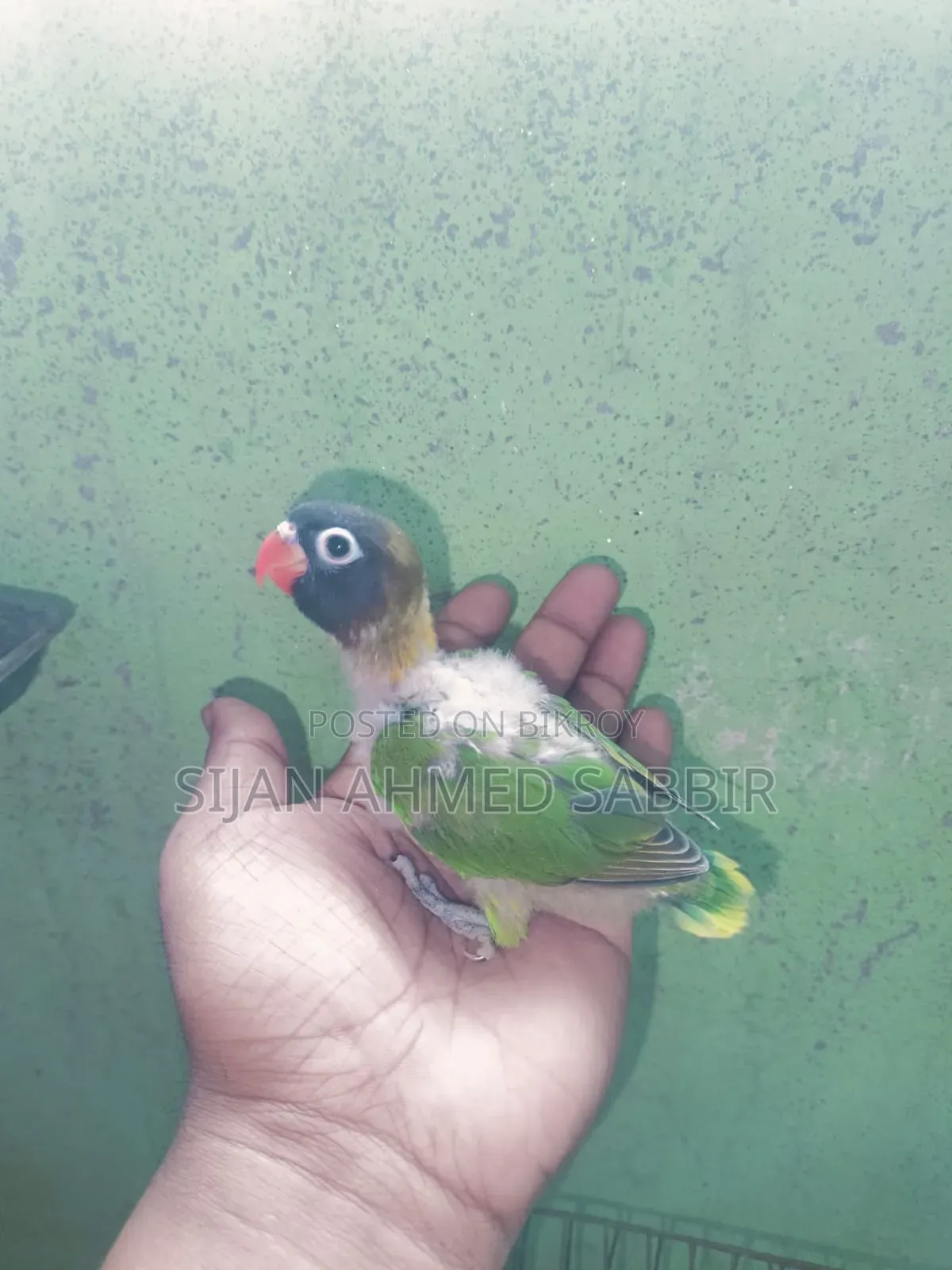 Three pieces of tame-sized Lovebird babies