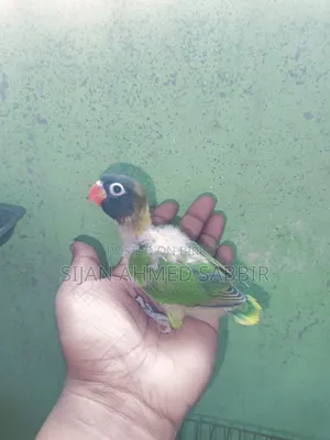 Three pieces of tame-sized Lovebird babies