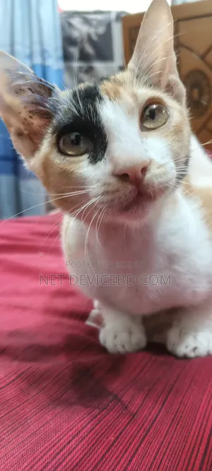 1-3 Months Female Mixed Breed Persian