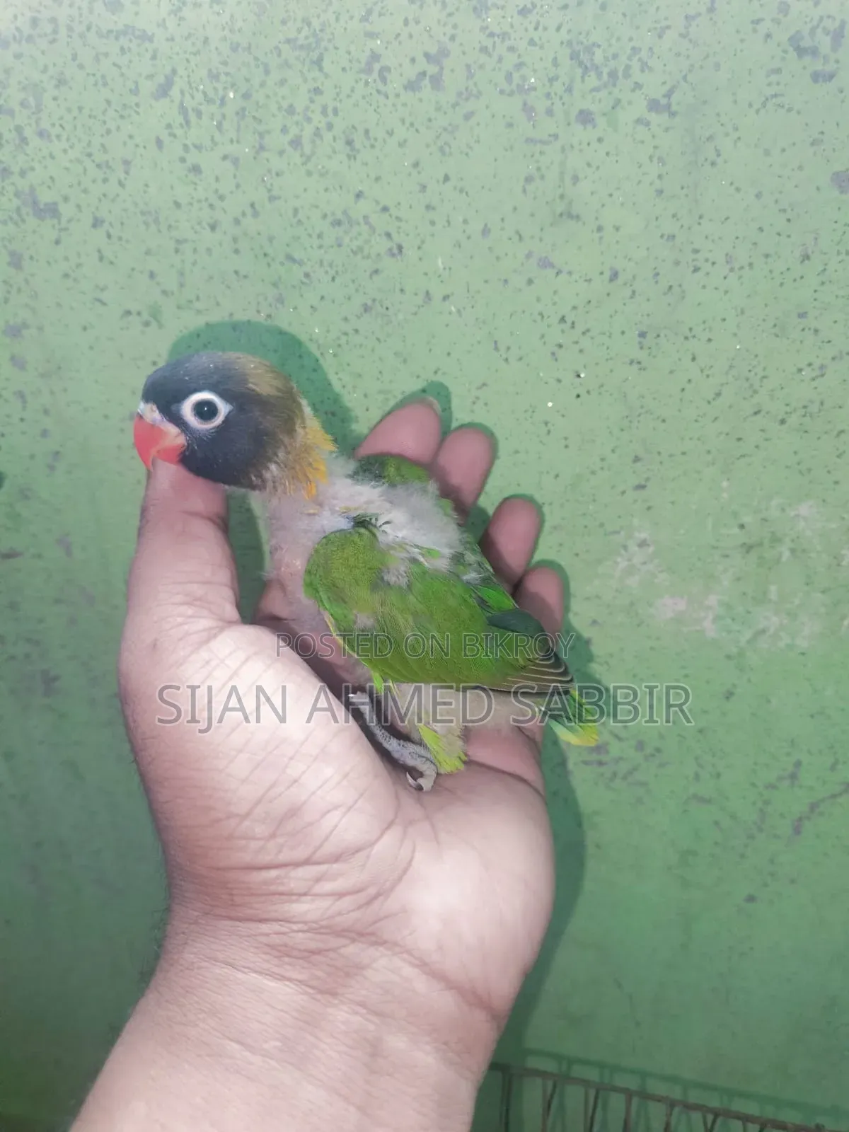 Three pieces of tame-sized Lovebird babies