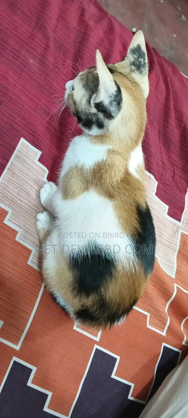 1-3 Months Female Mixed Breed Persian