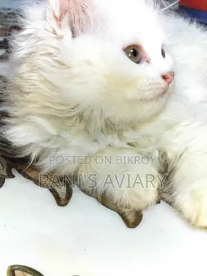 1-3 Months Female Purebred Persian