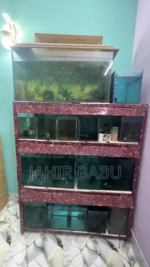 Emergency Sale: Full Aquarium Setup, Filter, Heater And All Fishes