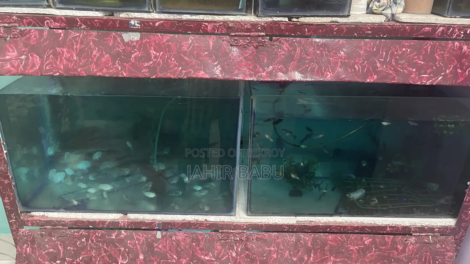 Emergency Sale: Full Aquarium Setup, Filter, Heater And All Fishes