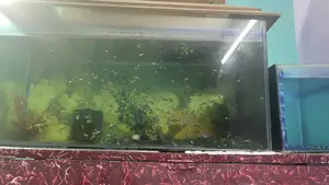 Emergency Sale: Full Aquarium Setup, Filter, Heater And All Fishes