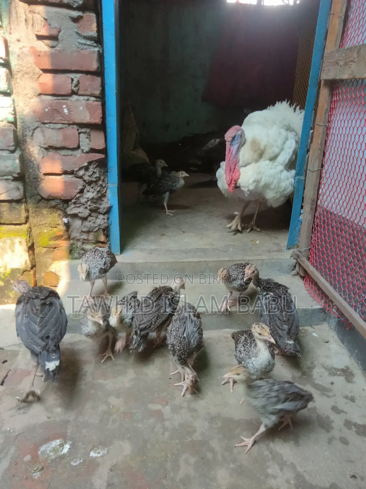 টার্কির বাচ্চা