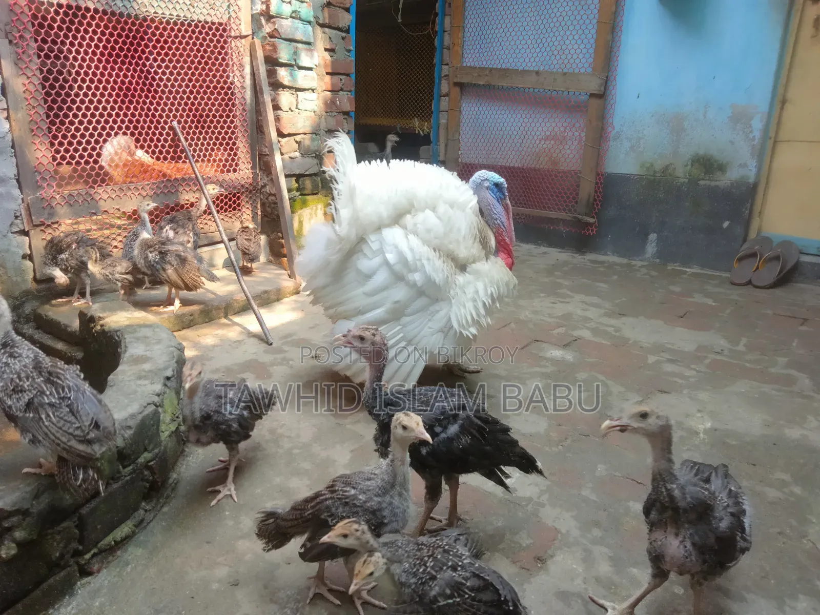 টার্কির বাচ্চা