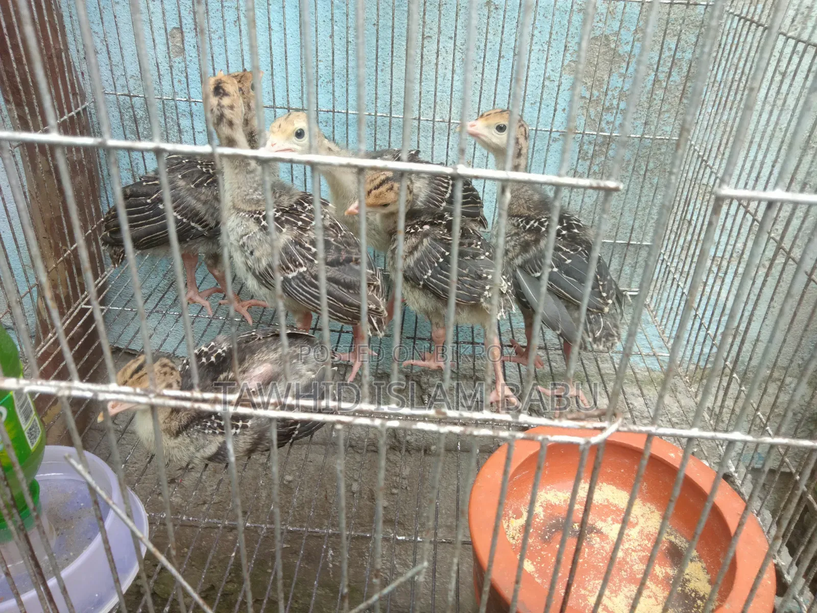 টার্কির বাচ্চা