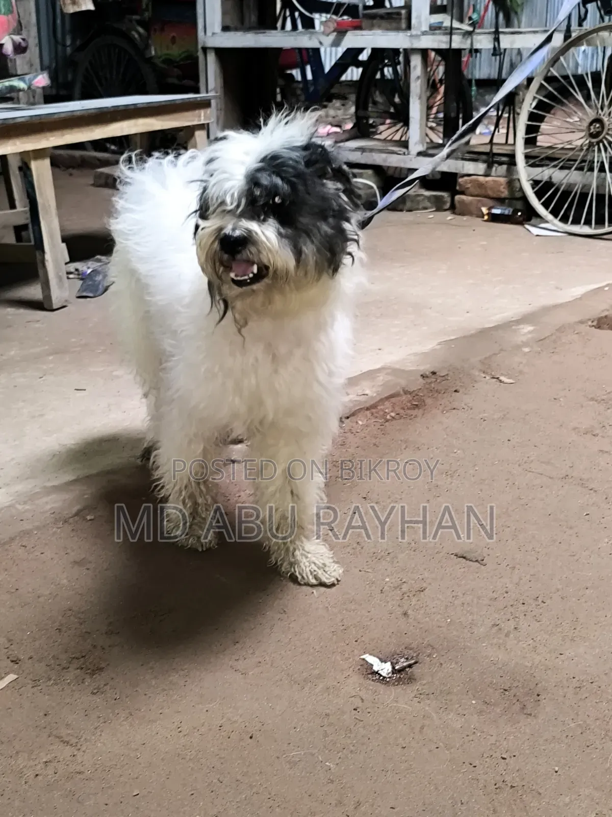 1+ Year Female Purebred Polish Lowland Sheepdog