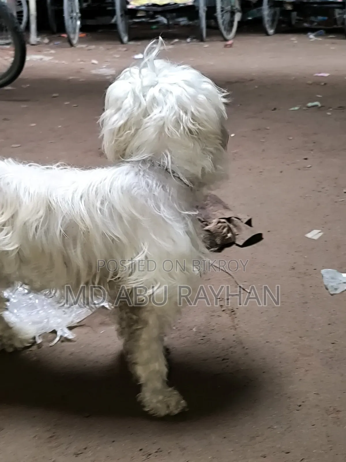 1+ Year Female Purebred Polish Lowland Sheepdog