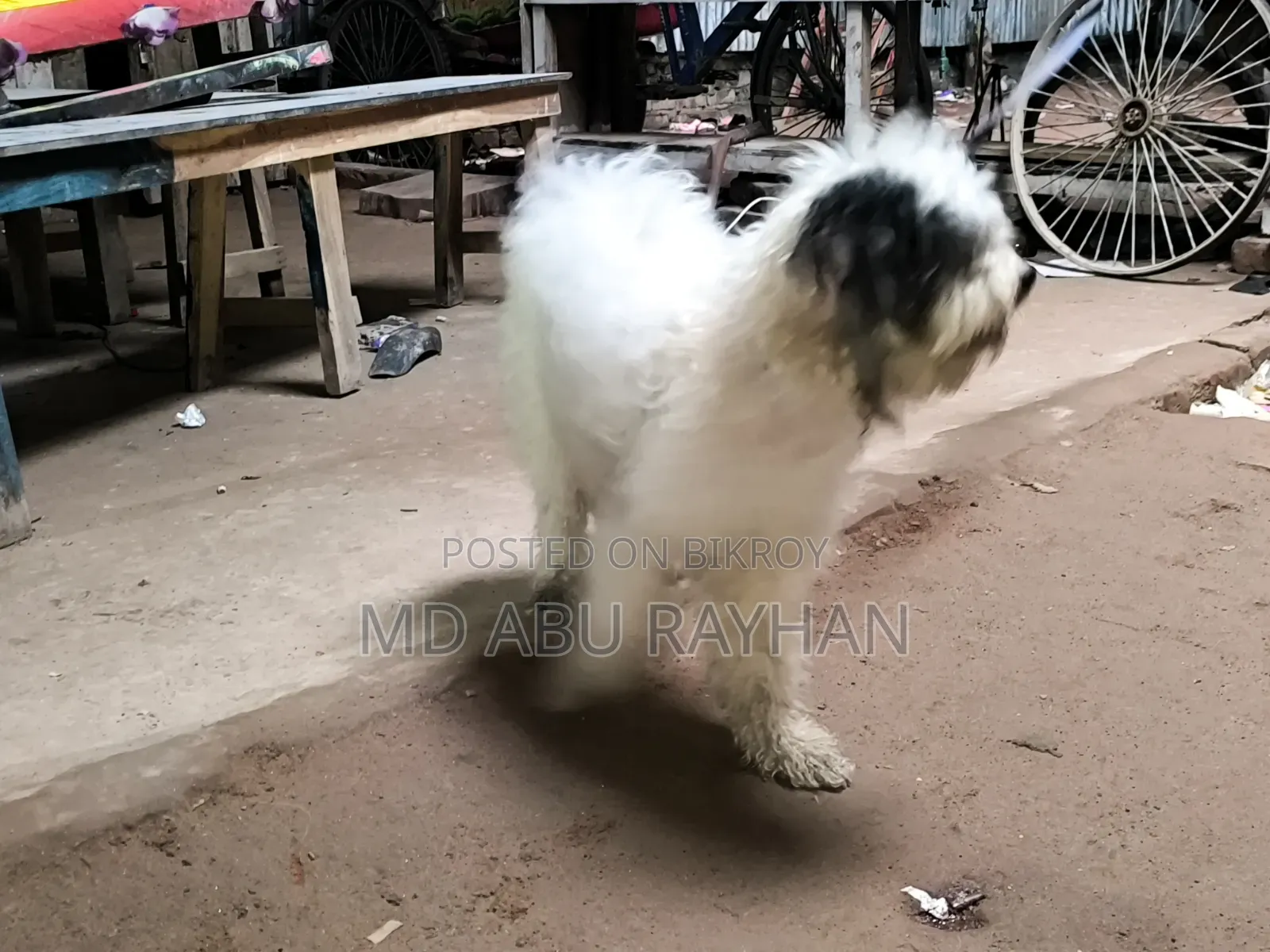 1+ Year Female Purebred Polish Lowland Sheepdog