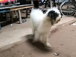 1+ Year Female Purebred Polish Lowland Sheepdog