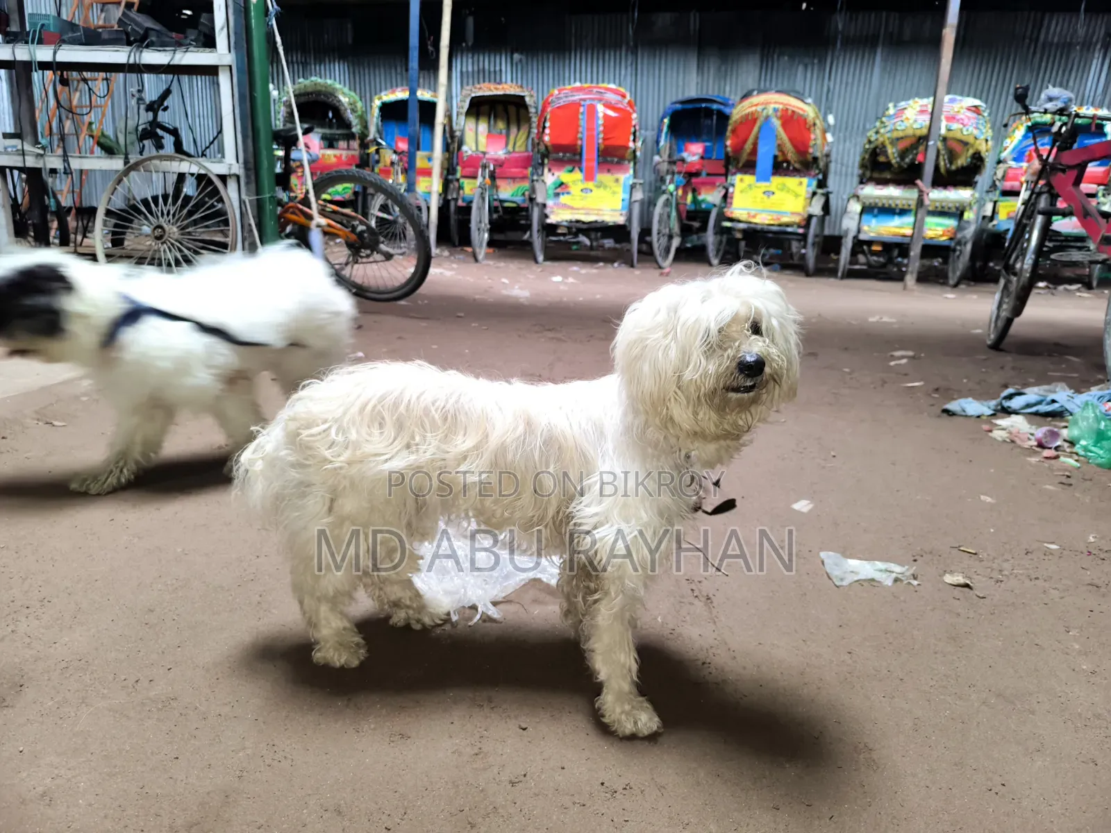 1+ Year Female Purebred Polish Lowland Sheepdog