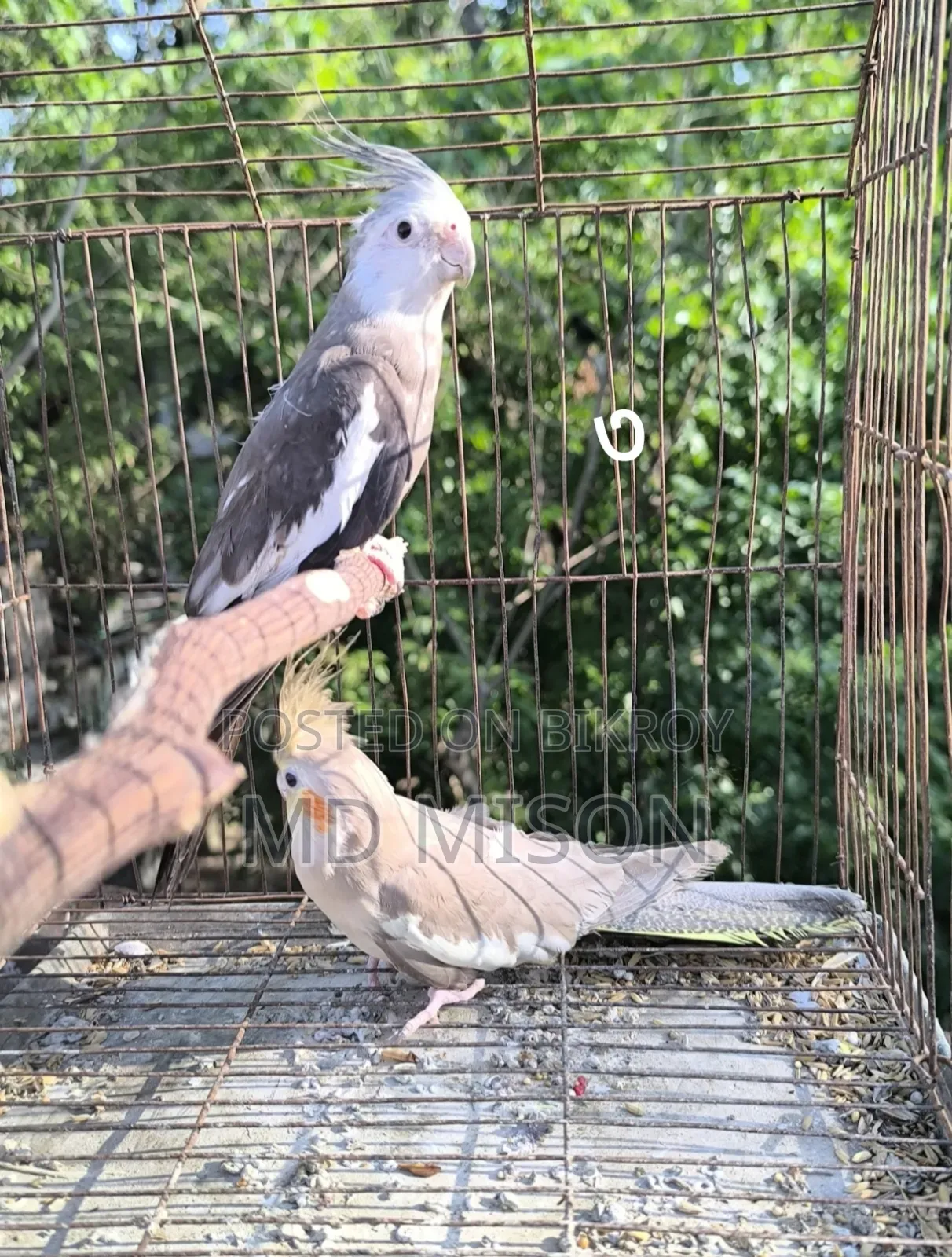 ৫ জোড়া রানিং ডিম বাচ্চা করানো গ্রে ককাটেল পাখি বিক্রিয় করা হবে