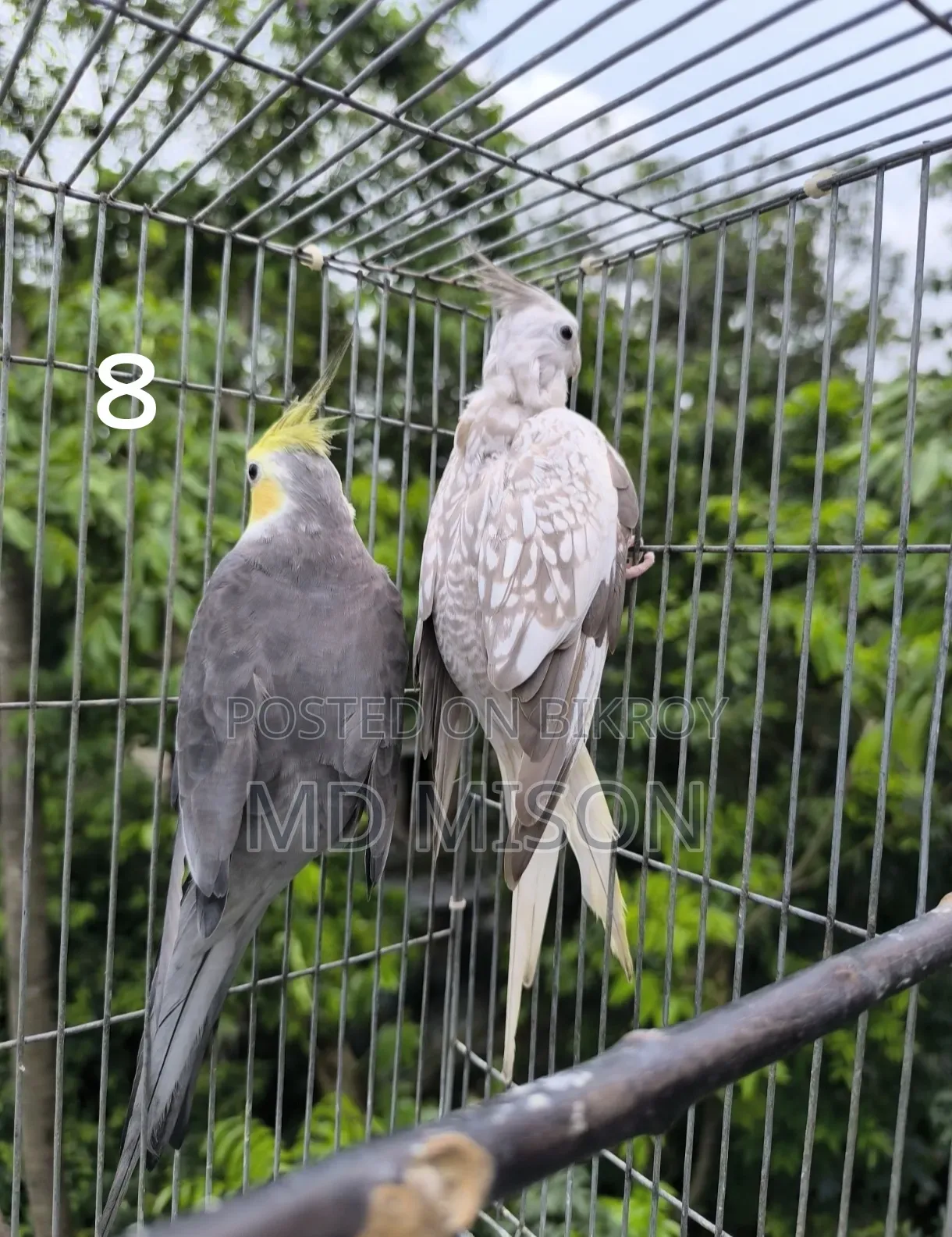 ৫ জোড়া রানিং ডিম বাচ্চা করানো গ্রে ককাটেল পাখি বিক্রিয় করা হবে