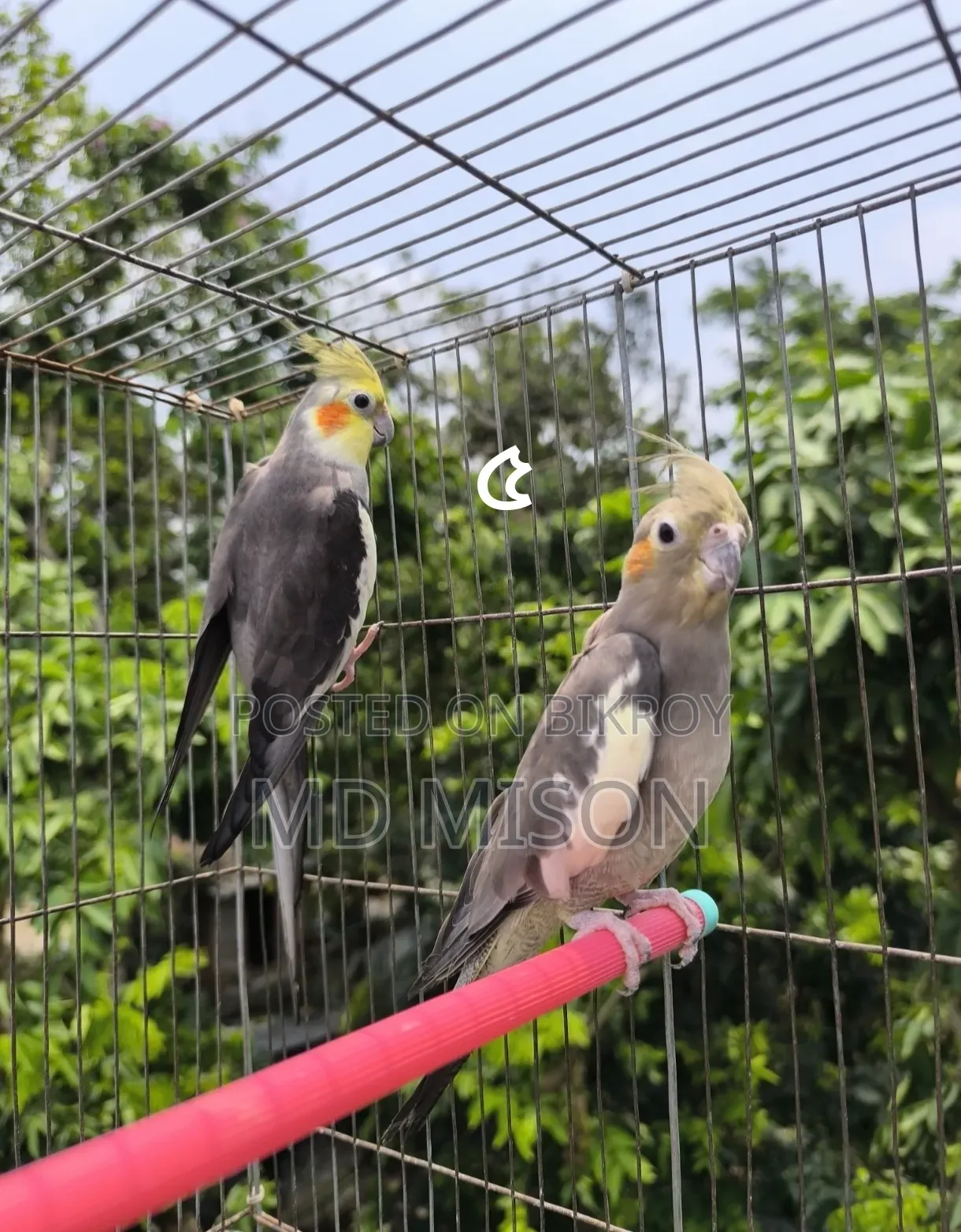 ৫ জোড়া রানিং ডিম বাচ্চা করানো গ্রে ককাটেল পাখি বিক্রিয় করা হবে
