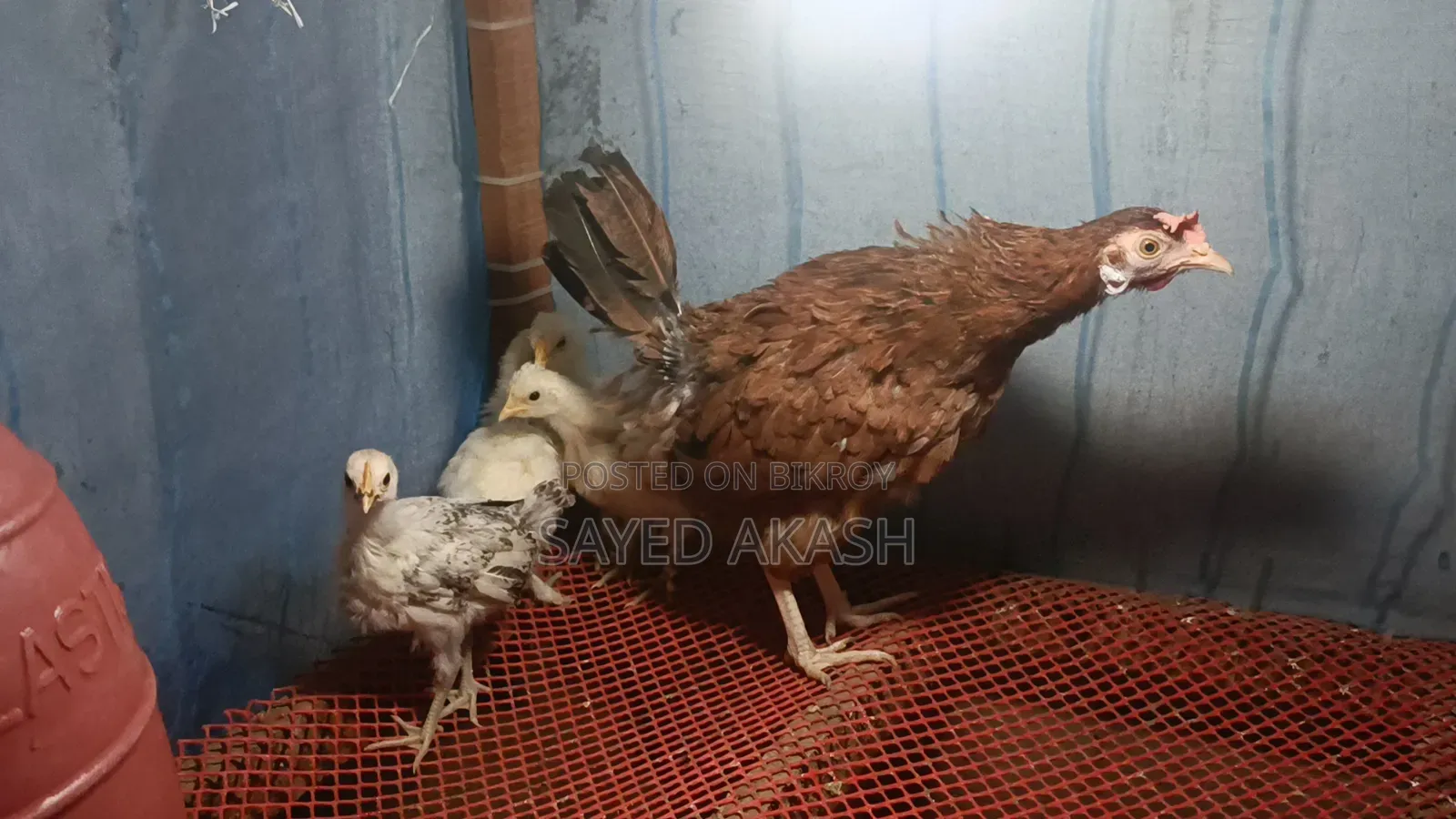 Silkie Chicken Chicks